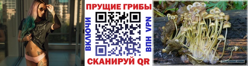 Псилоцибиновые грибы Psilocybine cubensis  Воскресенск 